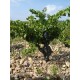 Châteauneuf du Pape du domaine du Père Caboche Vin Rouge en Magnum 1.5 l