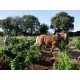 Vin Rouge Le Petit Caboche Vin de Pays du Vaucluse