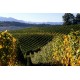 CHANT DES VIGNES JURANCON SEC DOMAINE CAUHAPE PAR HENRI RAMONTEU