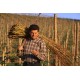 CHANT DES VIGNES JURANCON SEC DOMAINE CAUHAPE PAR HENRI RAMONTEU