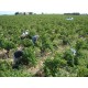 Elisabeth Chambellan châteauneuf du pape Domaine du Père Caboche Vin Rouge de la Vallée du Rhône