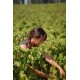 Elisabeth Chambellan châteauneuf du pape Domaine du Père Caboche Vin Rouge de la Vallée du Rhône