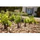 BEAUCASTEL Châteauneuf du Pape Rouge 2020 par le FAMILLE PERRIN  75cl