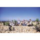 BEAUCASTEL Châteauneuf du Pape Rouge 2020 par le FAMILLE PERRIN  75cl