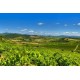 IMPERTINENT Château des ESTANILLES FAUGERES Vin Blanc du Languedoc