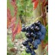 Les SORCIERES du CLOS des FEES ROUGE par Hervé Bizeul