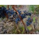 Les SORCIERES du CLOS des FEES ROUGE par Hervé Bizeul