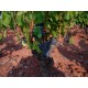 DE BATTRE MON COEUR s'est arrêté Vin Rouge du Roussillon par Hervé Bizeul