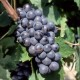 Cinsault Chantarel Vin rosé du Languedoc