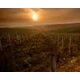 Chablis Grand Regnard par Ladoucette Vin Blanc de Bourgogne