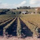 Bourgueil Domaine Audebert et Fils Vin rouge de Loire
