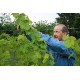 Pinot Noir Heitz Vin BIO Vin Rouge d'Alsace